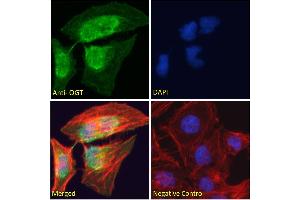 ABIN190863 Immunofluorescence analysis of paraformaldehyde fixed HeLa cells, permeabilized with 0. (OGT anticorps  (Internal Region))
