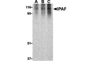 Western Blotting (WB) image for anti-NLR Family, CARD Domain Containing 4 (NLRC4) (C-Term) antibody (ABIN1030441) (NLRC4 anticorps  (C-Term))