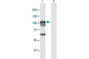 Western Blot analysis of CAGE1 expression in transfected 293T cell line by CAGE1 MaxPab polyclonal antibody. (CAGE1 anticorps  (AA 1-700))