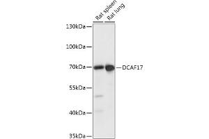 Western blot analysis of extracts of various cell lines, using DC antibody (ABIN7266682) at 1:1000 dilution. (DCAF17 anticorps  (AA 235-335))