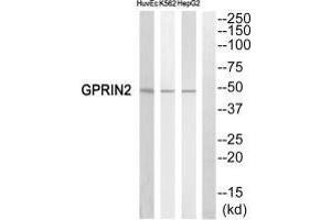 Western blot analysis of extracts from HuvEc cells,K562 cells and HepG2 cells, using GPRIN2 antiobdy. (GPRIN2 anticorps  (N-Term))