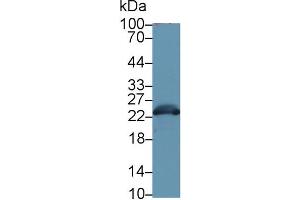 Western Blot; Sample: Mouse Liver lysate; Primary Ab: 1µg/ml Rabbit Anti-Mouse GSTa3 Antibody Second Ab: 0. (GSTA3 anticorps  (AA 1-221))
