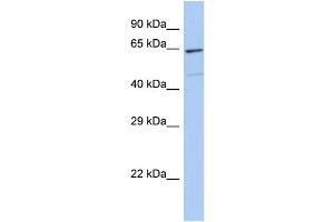 Host:  Rabbit  Target Name:  ZNF7  Sample Type:  293T Whole cell lysates  Antibody Dilution:  1. (ZNF7 anticorps  (C-Term))