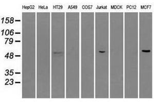 Image no. 6 for anti-Nuclear Receptor Binding Protein 1 (NRBP1) antibody (ABIN1499824) (NRBP1 anticorps)