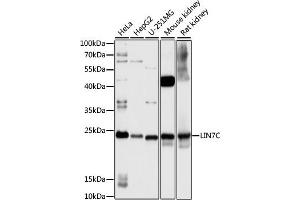 Western blot analysis of extracts of various cell lines, using LIN7C antibody (ABIN7268269) at 1:1000 dilution. (LIN7C anticorps  (AA 1-70))