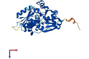 AlphaFold protein structure predicition of Human Recombinant SRR Protein, UniprotID Q9GZT4
