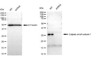 Western blotting analysis using Calpain small subunit 1 antibody (ABIN7797849).