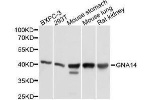Western blot analysis of extracts of various cell lines, using GNA14 antibody. (GNa14 anticorps  (AA 40-350))