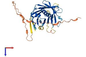 AlphaFold protein structure predicition of Mouse Recombinant Plscr2 Protein, UniprotID Q9DCW2