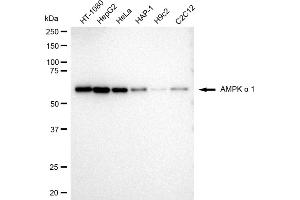 Western blotting analysis using AMPK alpha 1 antibody (ABIN7800007).