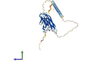 AlphaFold protein structure predicition of Mouse Recombinant Tnfsf13b Protein, UniprotID Q9WU72
