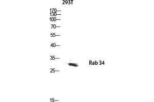 Western Blot (WB) analysis of 293T lysis using Rab 34 antibody. (RAB34 anticorps  (C-Term))