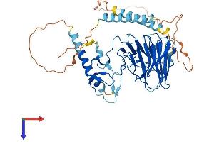 AlphaFold protein structure predicition of Human Recombinant RNF135 Protein, UniprotID Q8IUD6