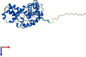 AlphaFold protein structure predicition of Mouse Recombinant Ccnc Protein, UniprotID Q62447