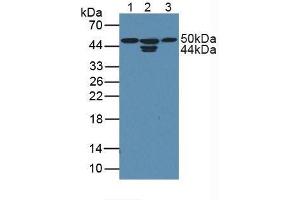 Western blot analysis of (1) Human HepG2 Cells, (2) Human MCF7 Cells and (3) Human HeLa cells. (CDK18 anticorps  (AA 144-425))