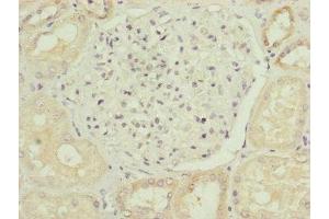 Immunohistochemistry of paraffin-embedded human kidney tissue using ABIN7164439 at dilution of 1:100