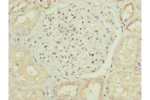 Immunohistochemistry of paraffin-embedded human kidney tissue using ABIN7164439 at dilution of 1:100 (Midline 2 anticorps  (AA 506-735))