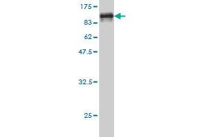 Western Blot detection against Immunogen (86.
