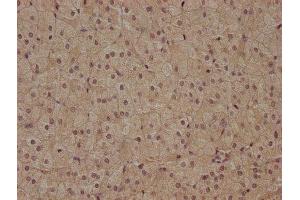 IHC image of ABIN7153189 diluted at 1:400 and staining in paraffin-embedded human adrenal gland tissue performed on a Leica BondTM system. (FZD7 anticorps  (AA 161-239))