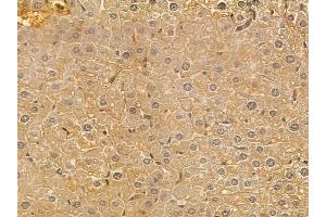 alpha 2b Adrenergic Receptor Mouse Monoclonal Antibody at 1/100 staining mouse liver tissue by IHC-P. (ADRA2B anticorps)