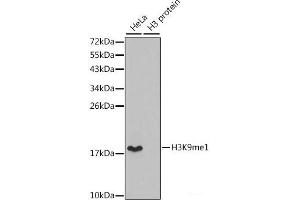 Western blot analysis of extracts of various cell lines using MonoMethyl-Histone H3-K9 Polyclonal Antibody. (Histone 3 anticorps  (meLys9))