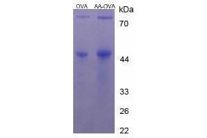 Image no. 1 for Arachidonic Acid (AA) protein (Ovalbumin) (ABIN1880284) (Arachidonic Acid Protein (AA) (Ovalbumin))
