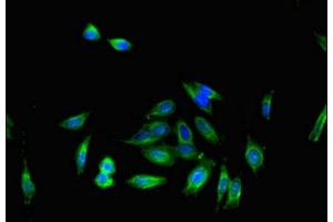 Immunofluorescent analysis of Hela cells using ABIN7164297 at dilution of 1:100 and Alexa Fluor 488-congugated AffiniPure Goat Anti-Rabbit IgG(H+L) (IL16 anticorps  (AA 1-81))