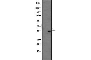 Western blot analysis of OR1L3 expression in HepG2 cell lysate ;,The lane on the left is treated with the antigen-specific peptide. (OR1L3 anticorps  (C-Term))