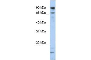 Western Blotting (WB) image for anti-Male-Specific Lethal 2 Homolog (MSL2) antibody (ABIN2458724) (MSL2 anticorps)