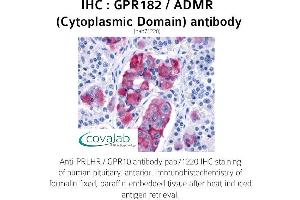 Image no. 1 for anti-G Protein-Coupled Receptor 182 (GPR182) (3rd Cytoplasmic Domain) antibody (ABIN1735011) (G Protein-Coupled Receptor 182 anticorps  (3rd Cytoplasmic Domain))