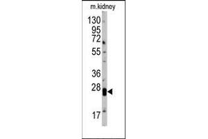 Western blot analysis of anti-hCLDN1-Loop2 Pab in mouse kidney tissue lysates (35ug/lane). (Claudin 1 anticorps  (Loop 2))