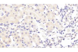 Detection of CRTAP in Mouse Kidney Tissue using Polyclonal Antibody to Cartilage Associated Protein (CRTAP) (CRTAP anticorps  (AA 26-400))