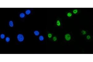 IF analysis of MBNL1 using anti-MBNL1 antibody (ABIN7602608). (MBNL1 anticorps  (AA 89-388))