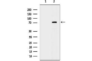 Western blot analysis of lysates from COS-7 cells(heat-shock treatment), using CGK2 Antibody.