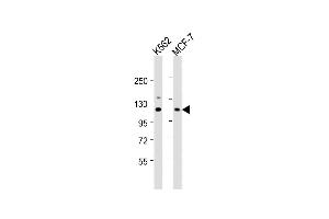 All lanes : Anti-EIF3CL Antibody (N-term) at 1:1000 dilution Lane 1: K562 whole cell lysate Lane 2: MCF-7 whole cell lysate Lysates/proteins at 20 μg per lane. (EIF3CL anticorps  (N-Term))