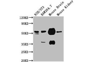 Western Blot Positive WB detected in: NIH/3T3 whole cell lysate, RAW264.