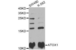 Western blot analysis of extracts of various cell lines, using ATOX1 Antibody (ABIN2561279) at 1:1000 dilution. (ATOX1 anticorps)