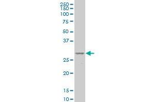 MESP1 monoclonal antibody (M09), clone 4B4 Western Blot analysis of MESP1 expression in COLO 320 HSR . (MESP1 anticorps  (AA 1-63))