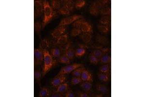 Immunofluorescence analysis of U-2 OS cells using HEBP2 antibody (ABIN7267604) at dilution of 1:100.