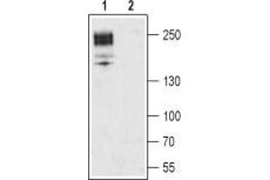 Western blot analysis of rat brain membrane: - 1.