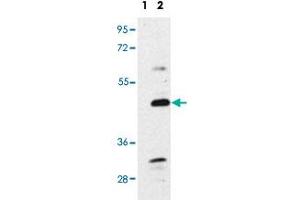 Western blot analysis of BMP7 polyclonal antibody . (BMP7 anticorps  (N-Term))