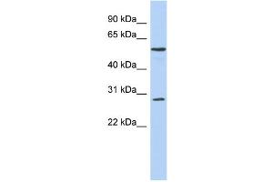 WB Suggested Anti-PRRC1 Antibody Titration: 0. (PRRC1 anticorps  (Middle Region))