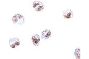 Immunohistochemistry (IHC) image for anti-Scavenger Receptor Class A, Member 5 (SCARA5) (C-Term) antibody (ABIN1030645) (SCARA5 anticorps  (C-Term))