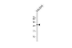 Anti-CCD Antibody (C-term) at 1:1000 dilution + COL whole cell lysate Lysates/proteins at 20 μg per lane. (CCDC117 anticorps  (C-Term))