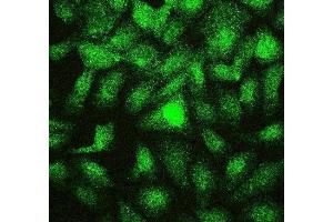 IF analysis of PTBP2 using anti-PTBP2 antibody (ABIN7599452). (PTBP2 anticorps  (AA 1-504))