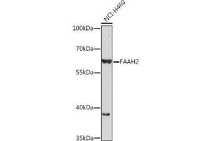 Western blot analysis of extracts of NCI-H460 cells, using F Rabbit pAb (ABIN7267149) at 1:1000 dilution.