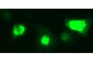 Image no. 3 for anti-Interleukin 1, beta (IL1B) antibody (ABIN1498872) (IL-1 beta anticorps)
