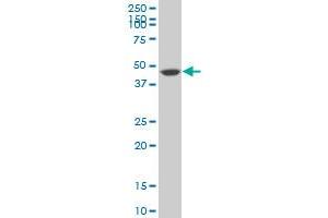 SIRPA monoclonal antibody (M10), clone 4C7 Western Blot analysis of SIRPA expression in NIH/3T3 .