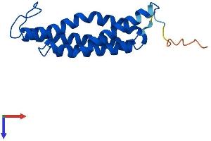 AlphaFold protein structure predicition of Mouse Recombinant Mgst3 Protein, UniprotID Q9CPU4