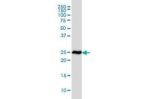 RPL19 monoclonal antibody (M01), clone 3H4 Western Blot analysis of RPL19 expression in HeLa . (RPL19 anticorps  (AA 1-100))